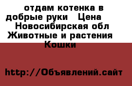 отдам котенка в добрые руки › Цена ­ . - Новосибирская обл. Животные и растения » Кошки   